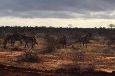 Zuid-Afrika
